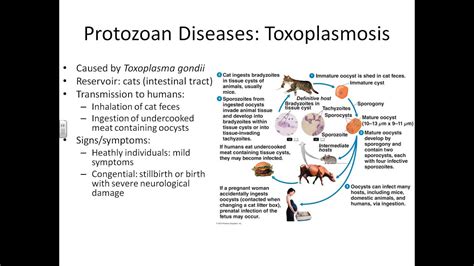 Micro viral protozoan helminth diseases part 2 - YouTube