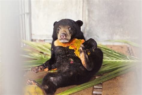 About Sun Bears – Sumatran Sun Bear Team