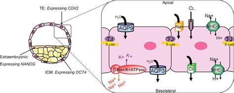 File:Mouse - blastocoel formation.jpg - Embryology