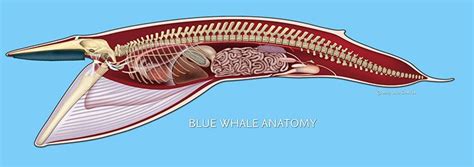 Blue Whale Anatomy - copyright Uko Gorter | Blauwal, Wal, Blau