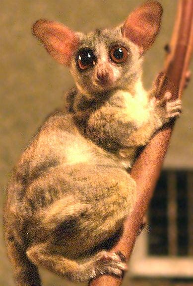 Galago - Bush Baby, Tiny African Primate | Animal Pictures and Facts ...