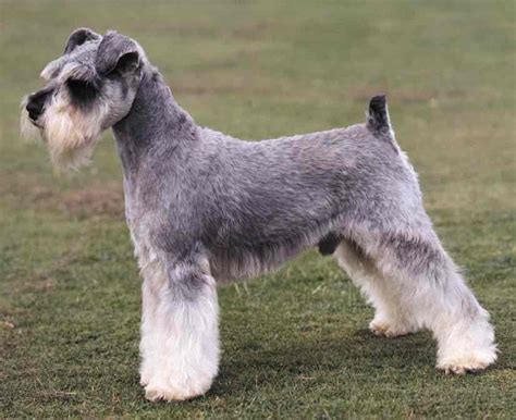 terrier dog breed pictures - Dogs Breed Sierramichelsslettvet