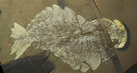 See beautiful fossils from top Cambrian sites around the world