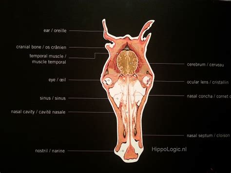 Horse Brain Anatomy