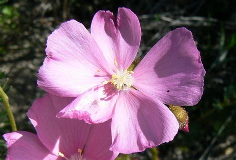 Australian Droseraceae