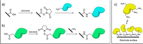 Amide bond formation between surfaces and protein residues, catalyzed ...