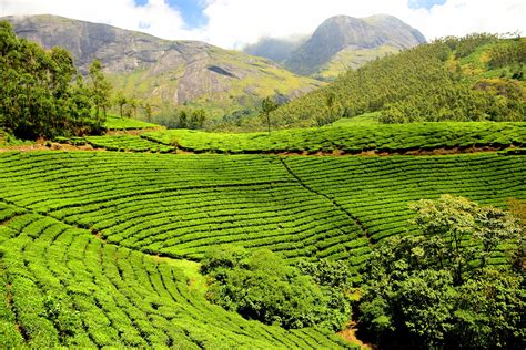 Four tea plantations to stay at while in India | Media India Group