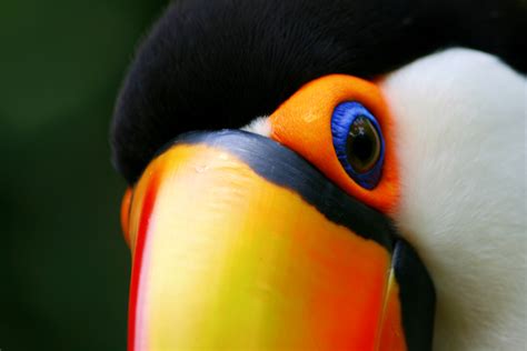 File:Toucan close.jpg - Wikimedia Commons