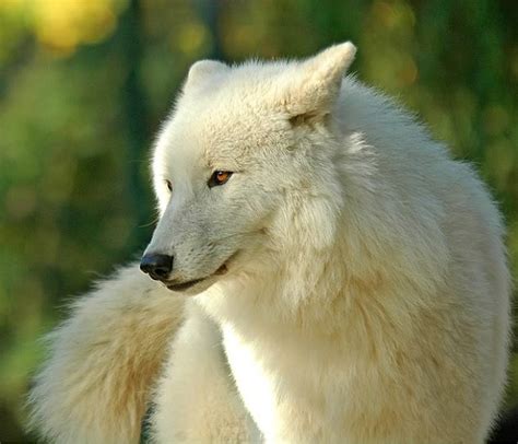 White Wolf : White She Wolf