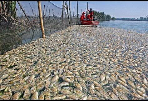 Fish kill hits Bulacan ponds | Philstar.com