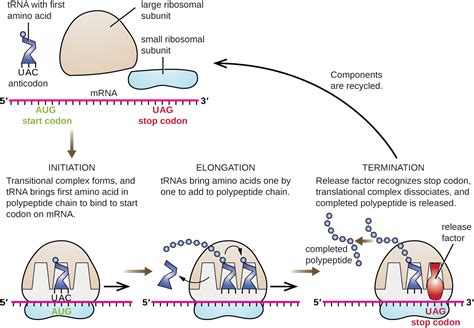 Where Does Mrna Processing Occur