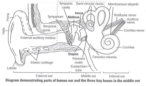 The three tiny bones present in middle ear are called ear ossicles ...