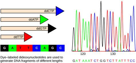 DNA Sequencing | Biology for Non-Majors I