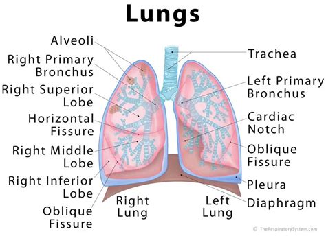 A healthy lung has a pinkish appearance, and if you could see it ...