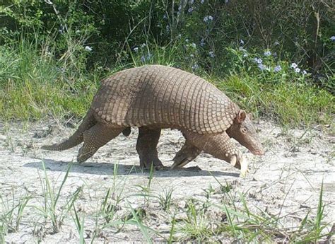 Giant Armadillo Information, Habitat, Adaptations, Pictures