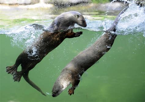 These five facts will make you fall even more in love with Sea Otters ...