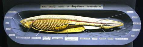 Natural History Collections: Cephalochordata