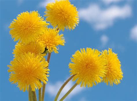 Yellow Dandelion Wallpapers - Top Free Yellow Dandelion Backgrounds ...