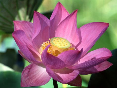 Purple Lotus Flower - Flower HD Wallpapers, Images, PIctures, Tattoos ...