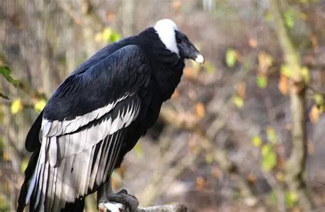 Andean Condor - Description, Habitat, Image, Diet, and Interesting Facts