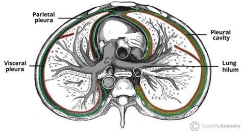 The Pleurae - Visceral - Parietal - TeachMeAnatomy