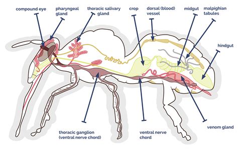 Internal Grasshopper Anatomy