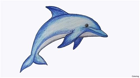 How To Draw A Dolphin: A Step-By-Step Guide - IHSANPEDIA