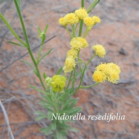 Pin by Adelie Mudge on Wild Flowers of Central Namibia | Wild flowers ...