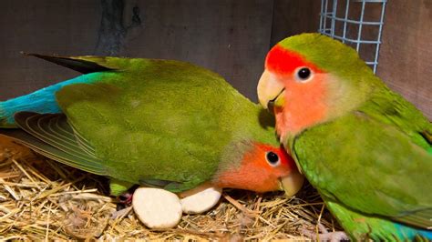 How to breed your lovebirds - YouTube