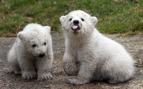 Grizzly And Polar Bear Cub - Daune Eolande