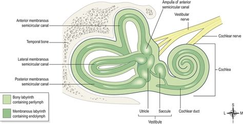 The special senses | Basicmedical Key