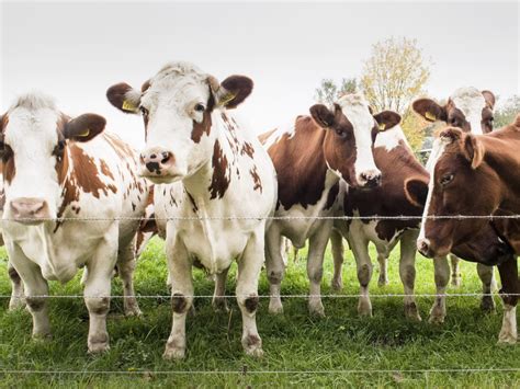 Exploring The Myth Of Cow-Tipping - Mother Farmland