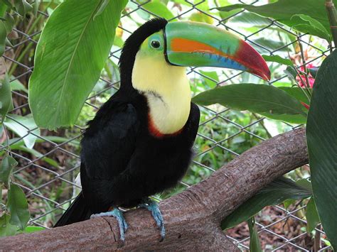 Amazing Toucan Bird - Toucans Facts, Photos, Information, Habitats ...