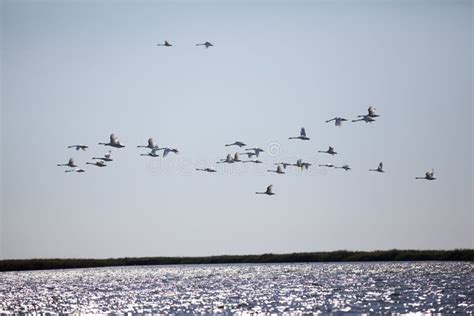 Flock of Flying Ravens, Wheat Field Stock Photo - Image of lightning ...