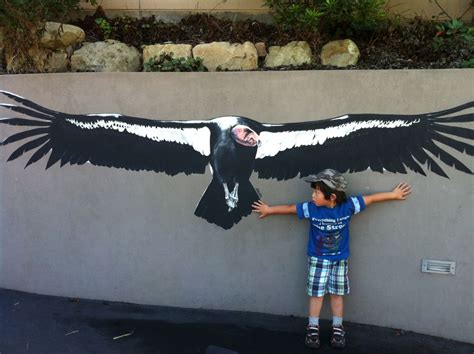 Related image | California condor, Wings, Bird