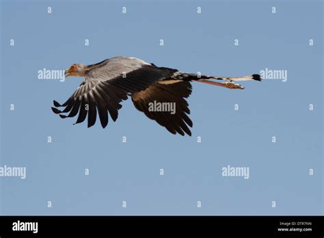 Secretary Bird flying the Kalahari desert Stock Photo - Alamy