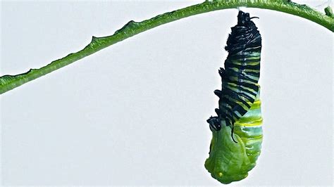 Caterpillar to Chrysalis Metamorphosis Timelapse - YouTube