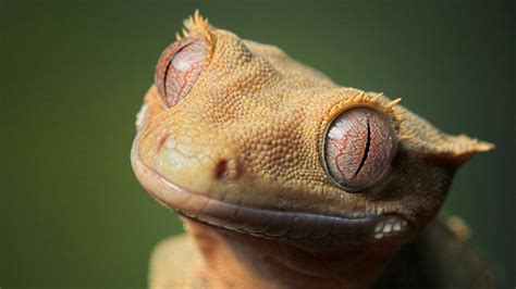 Correlophus ciliatus - Crested Gecko | Crested gecko, Lizard, Lizard eye