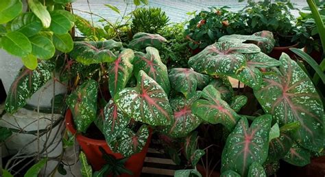 How To Plant Caladium Bulbs - #1 Best Step By Step Guide.