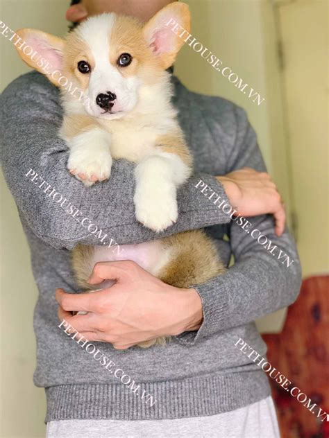 Chó Corgi trắng vàng mã CG002 tại cửa hàng PetHouse