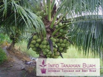 JUAL BIBIT KELAPA KOPYOR | Info Tanaman Buah