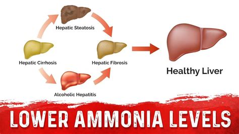 How To Test Ammonia Levels In Body - ScienceHUB