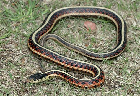 Red-sided Garter Snake (Thamnophis sirtalis parietalis) | Snake ...