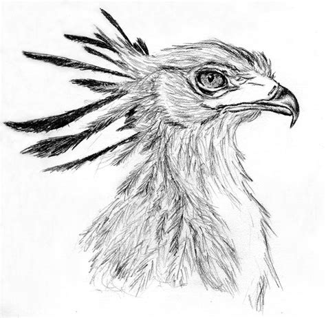 Secretary Bird -Raptor 2- | Bird drawings, Drawing artwork, Bird line ...