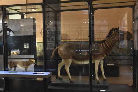 Thylacine and Quagga Specimens, Museum für Naturkunde, Berlin, 7th June ...