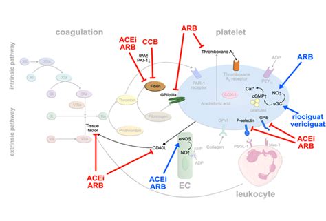 Pleiotropic Antithrombotic Effects of Cardiovascular Drugs