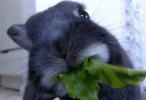 Eat Bunny GIF - Eat Bunny Rabbit - Discover & Share GIFs