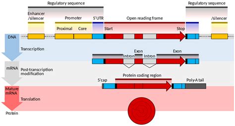 genomics - Definition of the different DNA regions - Biology Stack Exchange