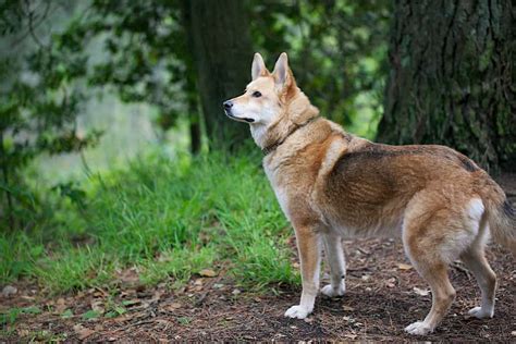 Coydog, Dog and Coyote - SpockTheDog.com