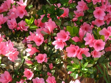 Azalea Varieties: Plant Care and Growing Azaleas | The Old Farmer's Almanac